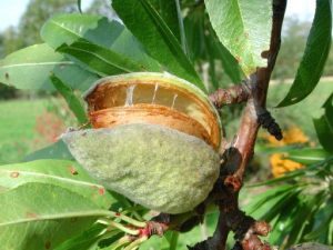 amande-fruit-sur-larbre