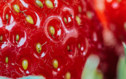Les fraises, la touche sucrée du printemps !