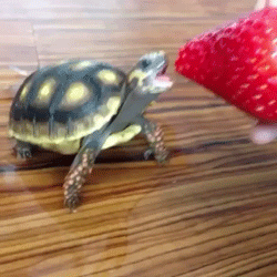 tortue-fraises