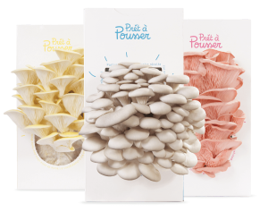 ki-champignon-pret-a-poussert