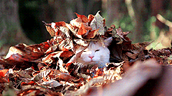 sieste-automne-chat