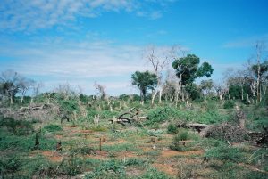 deforestation