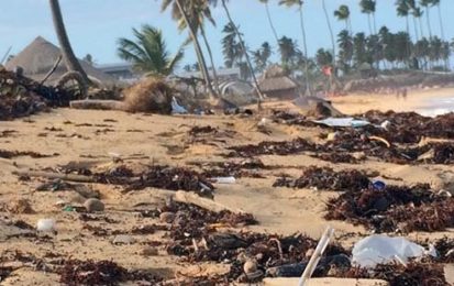 Décharge flottante du pacifique : 3 fois la taille de la France