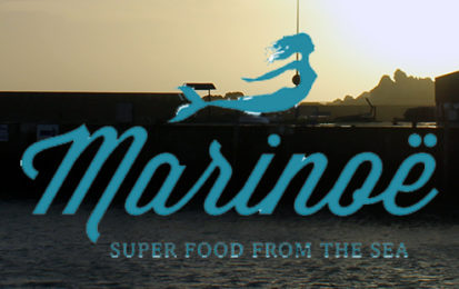 Marinoë : visite chez notre producteur d’algues alimentaires bio en Bretagne.